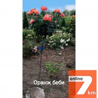 Рябина шаровидная, боярышник штамбовый, хеномелес штамбовый