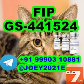 GS-441524 cat Fip Feline Infectious Peritonitis